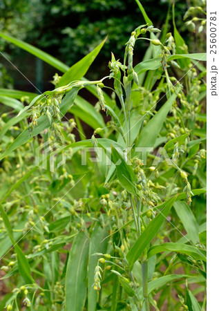 植物:ハトムギ イネ科 植物:ハトムギ イネ科 25600781