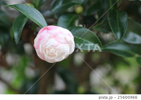 山茶花 朝倉 の花の写真素材