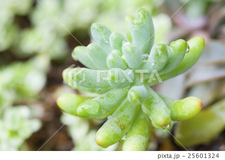 雨上がりの乙女心 25601324