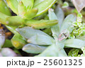 雨上がりの多肉植物と蟻 25601325