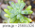 雨上がりの乙女心 25601326