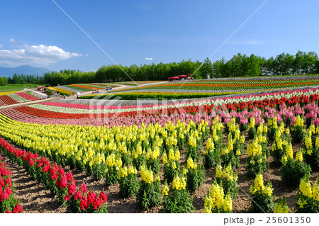 四季彩の丘 四季彩の丘 25601350