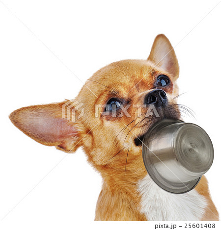 Red chihuahua dog with bowl isolated on white background. 25601408