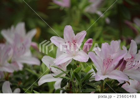 ピンク色のつつじ ピンク色のつつじ 25601493