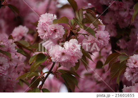 牡丹桜 25601655