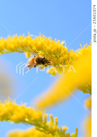 ミツバチと背高アワダチソウの花 ミツバチと背高アワダチソウの花 25601974