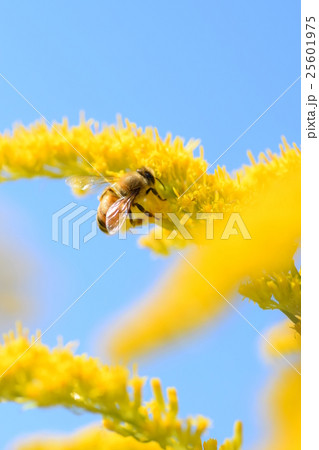 ミツバチと背高アワダチソウの花 高尾野町 出水市 鹿児島県 ミツバチと背高アワダチソウの花 高尾野町 出水市 鹿児島県 25601975