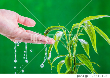 植物に水を与えている人間の手 植物に水を与えている人間の手 25610198
