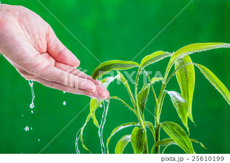 植物に水を与えている人間の手 植物に水を与えている人間の手 25610199