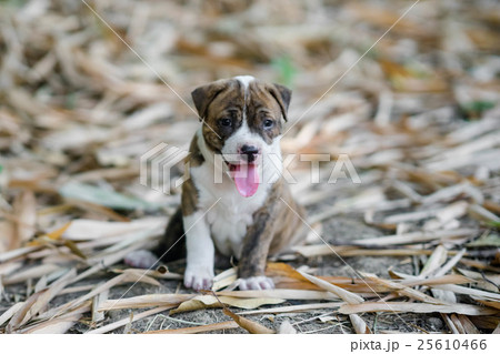 pitbull puppy dog 25610466
