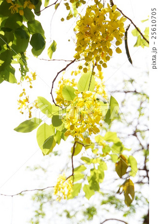 タイ王国の国花「ゴールデンシャワー／Golden Shower」 25610705