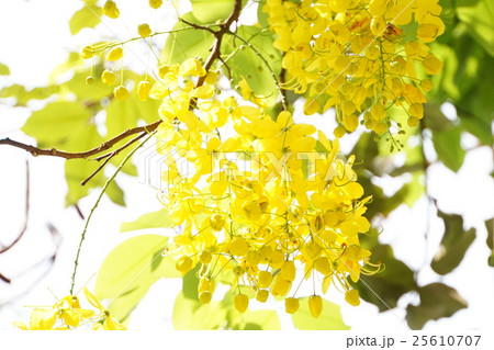 Thai National Flower: Golden Shower（ゴールデンシャワー） 25610707