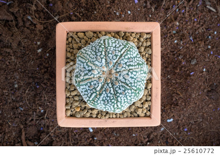 Close Up Top Of Cactus , Astrophytum 25610772