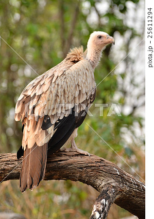 vulture 25611294