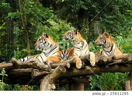 bengal tiger bengal tiger 25611295