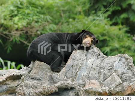 malayan sun bear 25611299