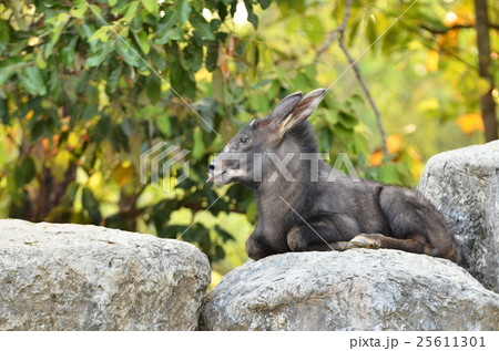 serow 25611301