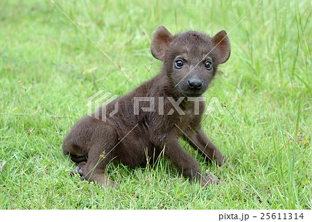 baby spotted hyena 25611314