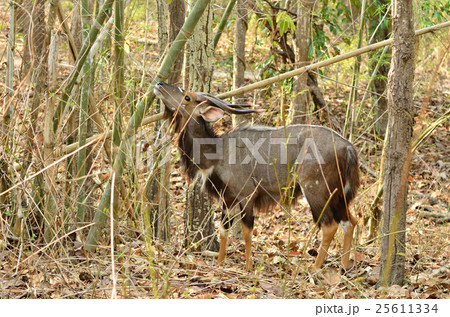 male nyala 25611334