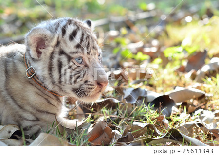 baby white tigger 25611343