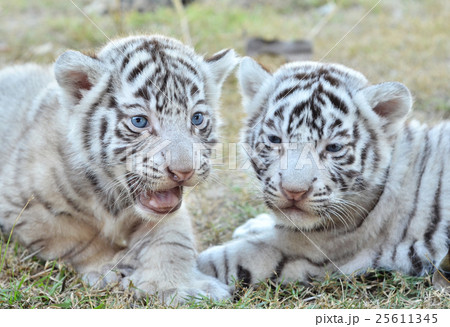 baby white tiger 25611345