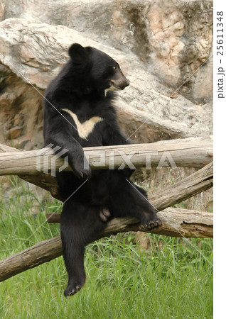 asiatic blackbear 25611348