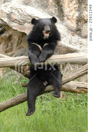 asiatic blackbear 25611349