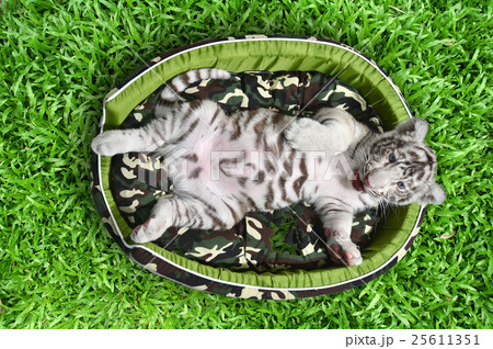 baby white tiger laying in a mattress 25611351