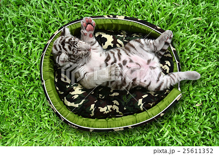 baby white tiger laying in a mattress 25611352