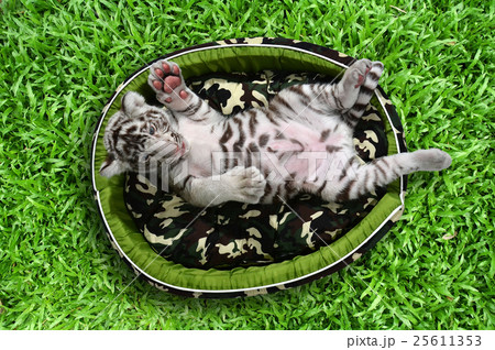 baby white tiger laying in a mattress 25611353