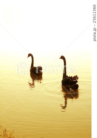 swan swimming on the lake 25611360