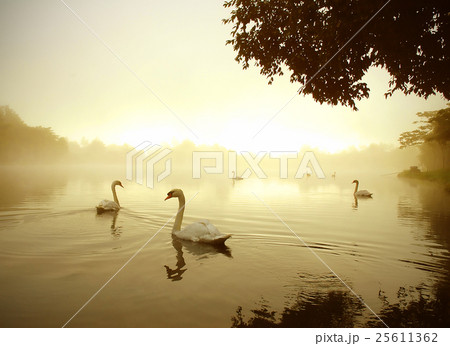 swan swimming on the lake 25611362