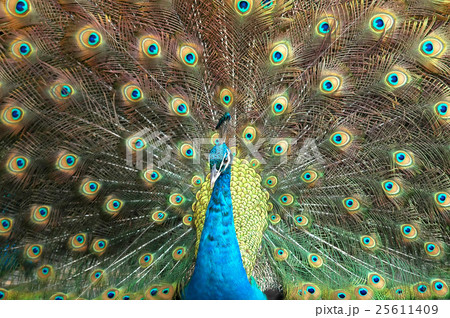peacock peacock 25611409