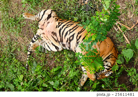 bengal tiger 25611481