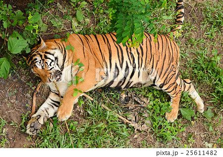 bengal tiger bengal tiger 25611482