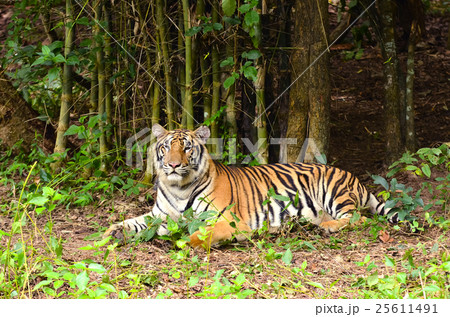 bengal tiger 25611491