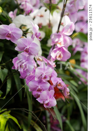 蘭の花 25611574