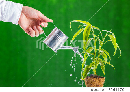 水と植物 25611704
