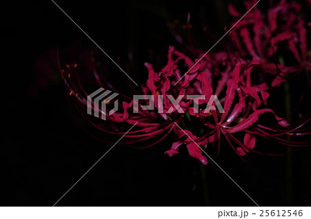 夜の彼岸花 25612546