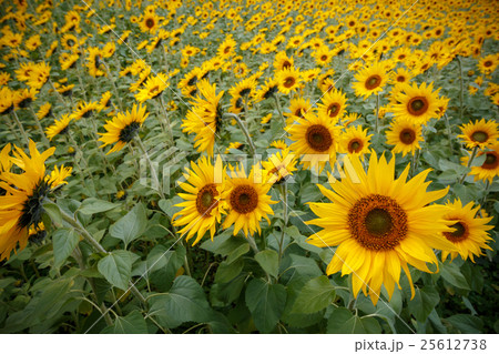 ヒマワリの花 25612738