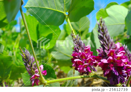 葛の花 25612739