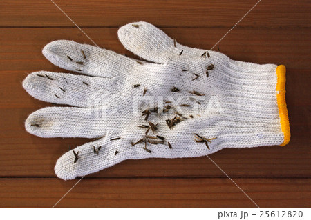 軍手についたアメリカセンダングサの実　ひっつき虫 25612820