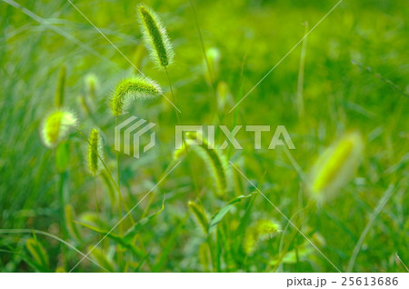そよ風に揺れるエノコログサ 25613686