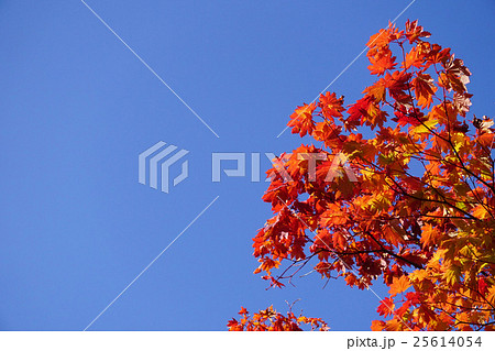 青空に映えるハウチワカエデの紅葉 25614054