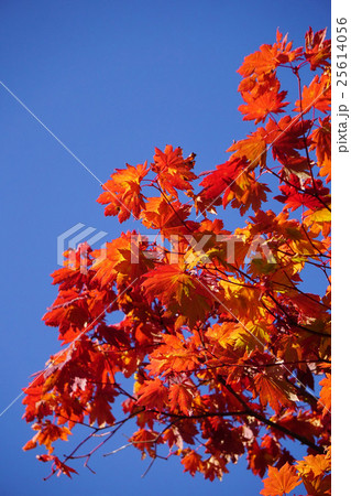 青空に映える真っ赤なハウチワカエデの紅葉 25614056