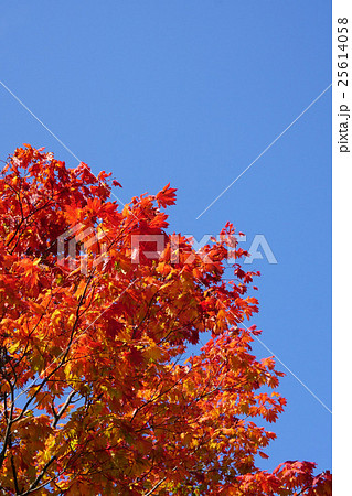 青空に映えるハウチワカエデの紅葉 25614058