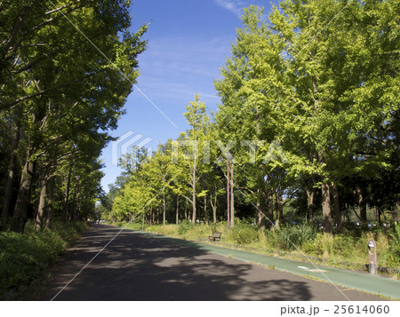 秋の公園、遊歩道 25614060