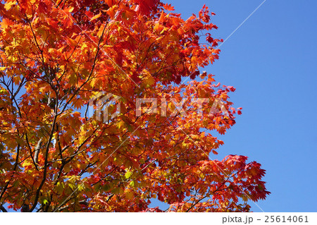 青空に映えるハウチワカエデの紅葉 青空に映えるハウチワカエデの紅葉 25614061