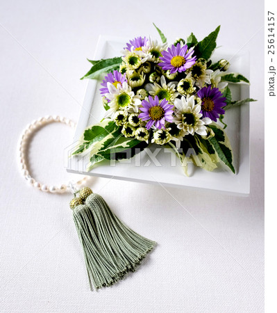 友禅菊 25614157
