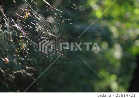ジョロウグモの巣 25614723